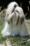 SHIH TZU 215